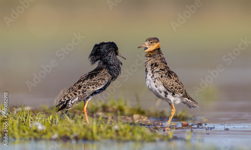 Konstfotografi Ruff - male bird at a wetland on the mating season in spring