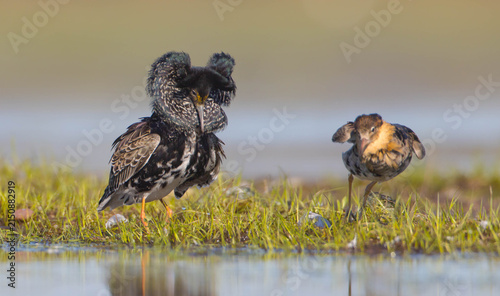 Fotografie Ruff - male bird at a wetland on the mating season in spring