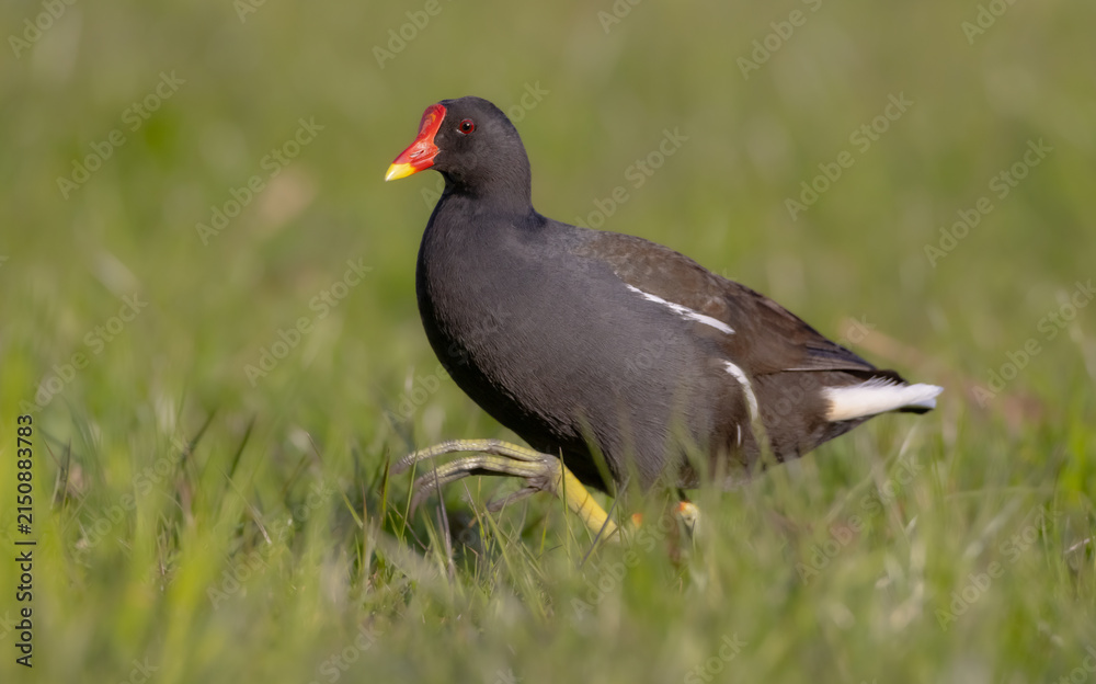 Obraz premium The common moorhen - adult bird in spring