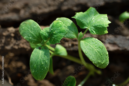 young green plant