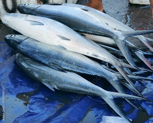 Fresh milkfish catch at traditional fish market 