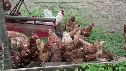Group of brown-feathered laying hens with a rooster in a coop. Domestic chickens and rooster roaming inside a farm fence. Lohmann Brown laying hens.