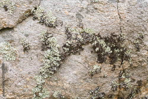 Rock texture featuring natural moss growth and organic surface detail.