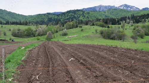 Ploughed field prepared for spring sowing with a flock of sheep in the background. Freshly tilled agricultural land during spring planting. Agriculture and Livestock Farming.