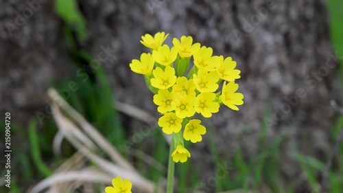 Cowslip blooming in the spring season in the field. Wild primula veris flowers growing in a green spring meadow.