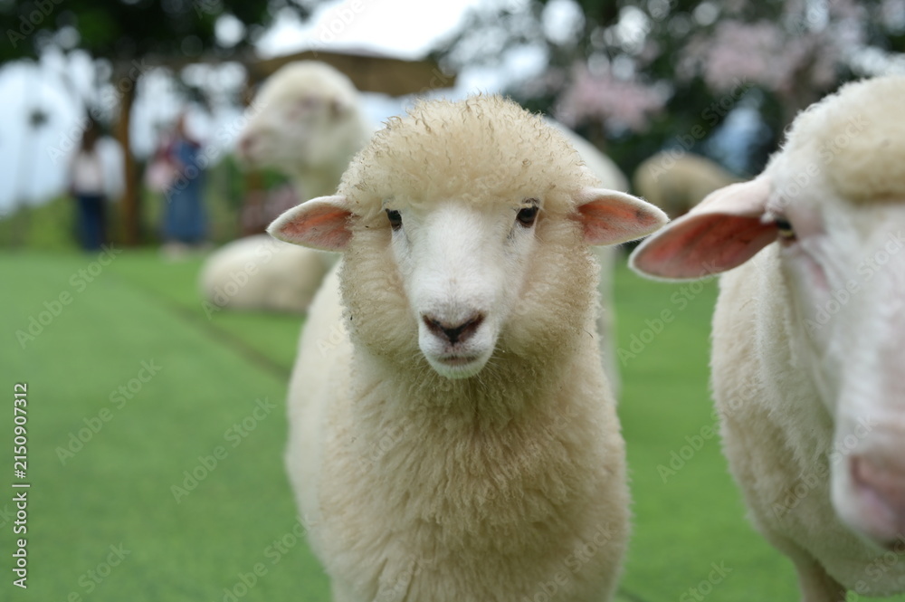 Obraz premium A close-up of a white sheep standing on green grass with other sheep and blurred trees in the background.