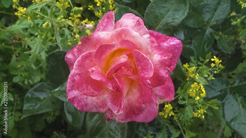 A pink rose flower covered with raindrops gently sways in a garden, surrounded by glossy green leaves and small yellow blossoms after rain