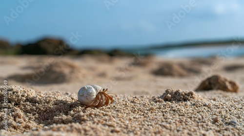 A hermit crab crawls across fine sand on a sunlit beach under a clear blue sky with distant water and rocks