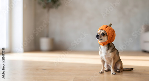 A small dog wearing a pumpkin hat sitting on floor and looking up curiously.
