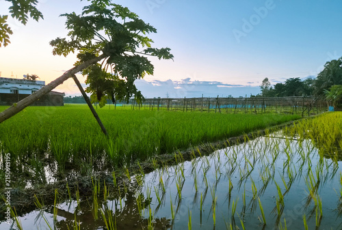 landscape with lake