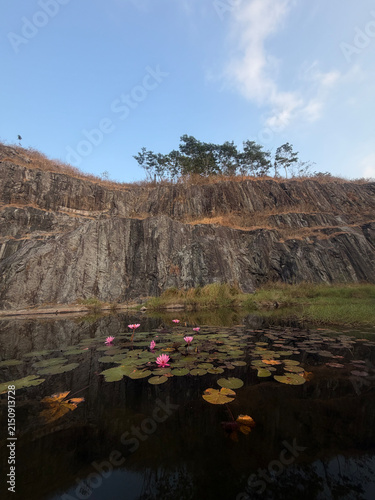 Cuadro en lienzo Vibrant pink water lilies blooming gracefully on the calm reflective surface of