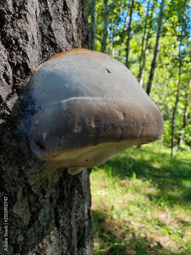 Konstfotografi Large tinder fungus mushroom growing on tree trunk in forest close up