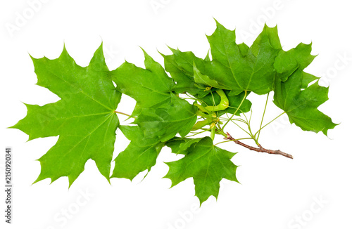 Maple leaves isolated on a white background, contour