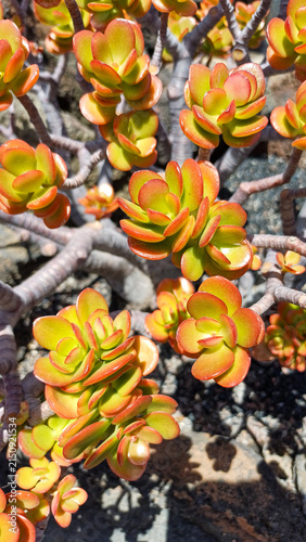 Foto Close-up view of  a sun-stressed Jade Plant (Crassula ovata), featuring thick, succulent green leaves with vibrant orange and red margins