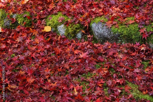 Fotografía Kyoto, Japan: Fallen red maple leaves on the ground