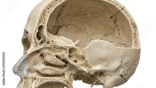 Detailed Human Skull Cross Section Showing Cranial Cavity and Facial Bone Anatomy for Medical Study