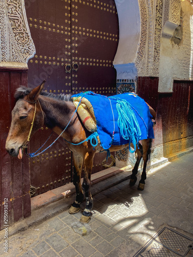 A Donkey in the medina, Fez, Morocco