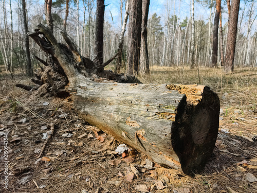 Fotografie Rotting trunk of a fallen tree lying across the forest floor