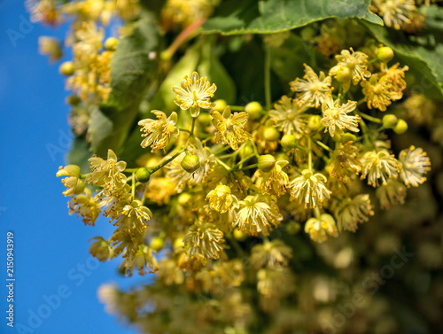Obraz na płótnie Blooming linden tree belonging to Tilia genus characterized by heart shaped leav