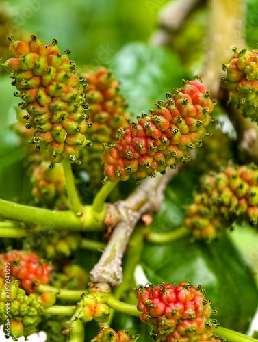 Unripe mulberries on leafy tree branches showing early ripening