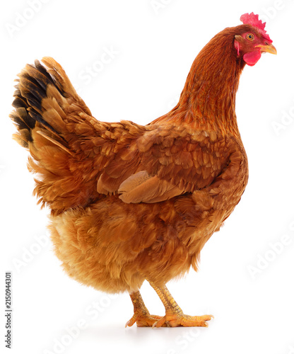 Brown hen standing isolated on white background.