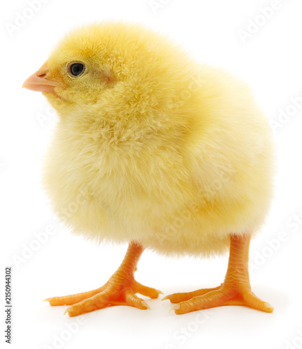 Cute yellow baby chick standing isolated on white background.