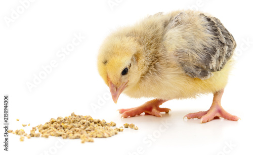 Little chick eating food isolated on white background.