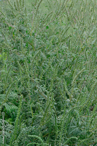 Green ragweed field with blooming ragweed plants close up.