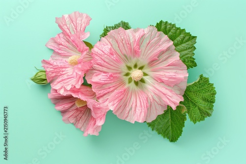 professional studio photo of a large deep pink hollyhock flower head, lying horizontally, showing textured center, seamless light pastel blue background