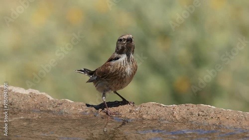 common linnet bird drinking water at the water's edge