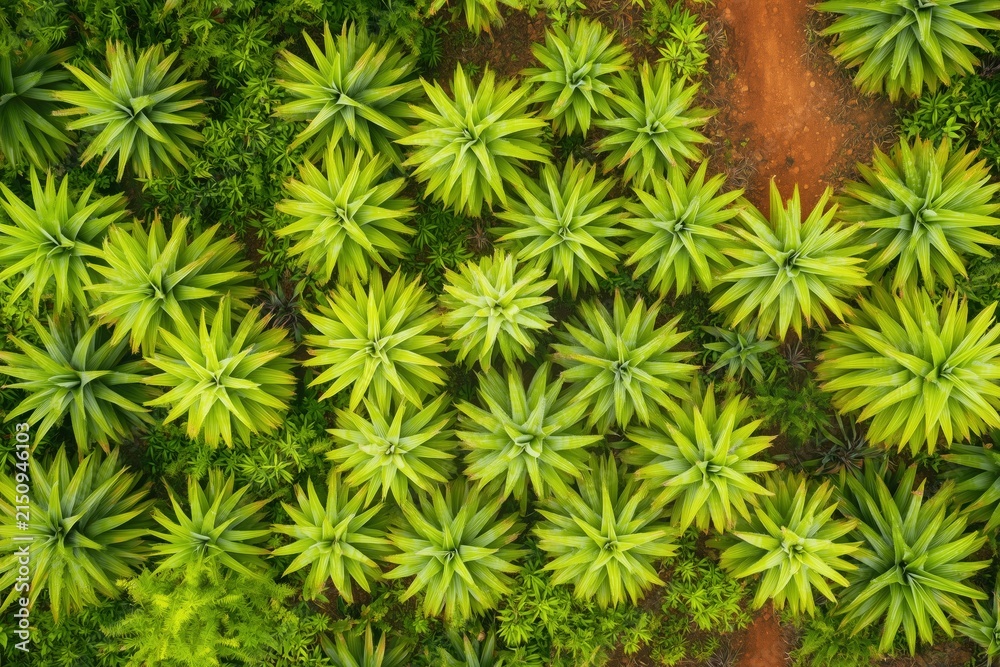 Obraz premium Top-down drone photography of a pineapple plantation, repetitive sharp green plant patterns, red soil paths, organic geometry --chaos 30 --ar 3:2 --v 6.1 Job ID: bf85dcfe-e8dc-4756-8cd9-425d85994049