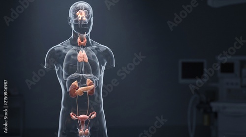 3D Human Endocrine System Anatomy with Hypothalamus Thyroid Pancreas Adrenal and Reproductive Organs