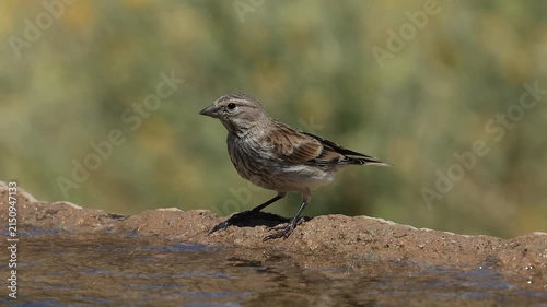 common linnet bird drinking water at the water's edge