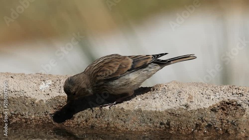 common linnet bird drinking water at the water's edge