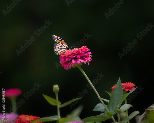 Foto Monarch butterfly on pink flower