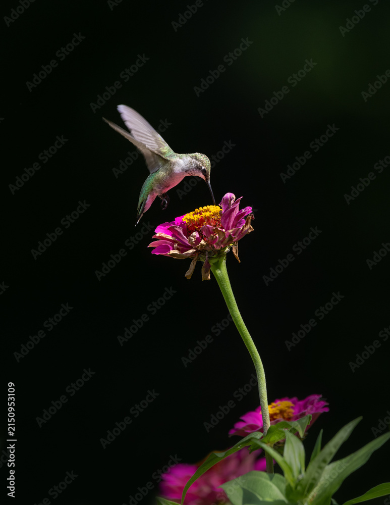 Naklejka premium hummingbird feeding on red flower