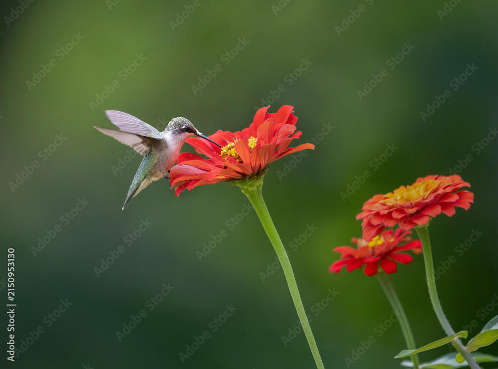 Naklejka premium hummingbird feeding on red flower