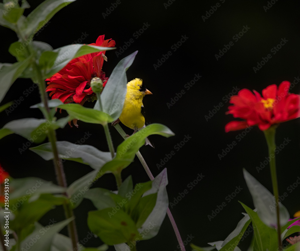 Naklejka premium goldfinch on red flower