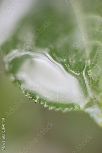 Konstfotografi Close-up macro view of water droplet on a vibrant green leaf
