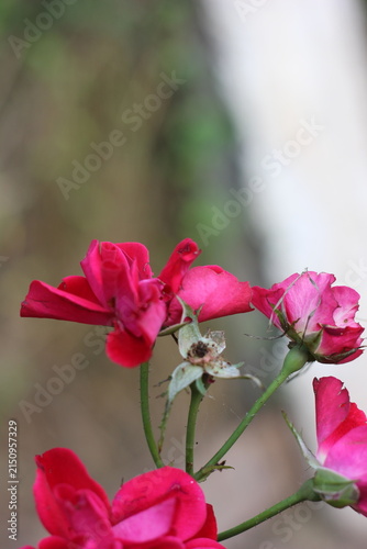 Konstfotografi A close-up shot of vibrant red rose petals, with some buds and dried remnants hinting at the flower's life cycle