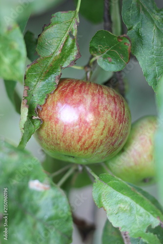 Canvas Print An apple growing on a tree branch, surrounded by green leaves