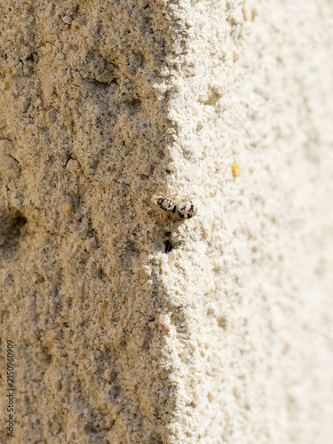 Saltique arlequin (Salticus scenicus), petite araignée sauteuse de la famille des Salticidae sur un mur