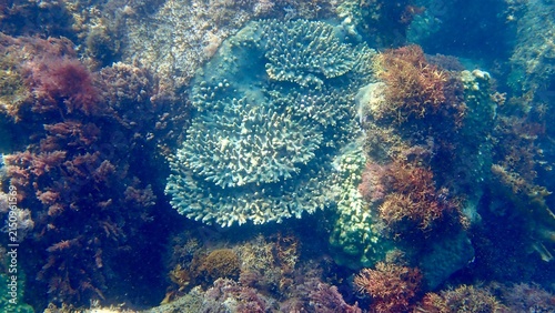 東京都伊豆諸島伊豆大島の日の出浜の海中に生息するサンゴ
