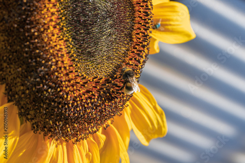 cheerful sunflower with bee in natural outdoor setting close-up top-down perspective yellow petals beeswax bright and cheerful nature photography springtime themes.