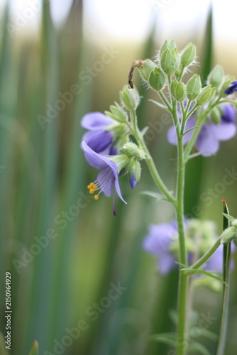 Fotografie A delicate purple flower blooms with buds unfurling, set against a soft, blurred green background of grass