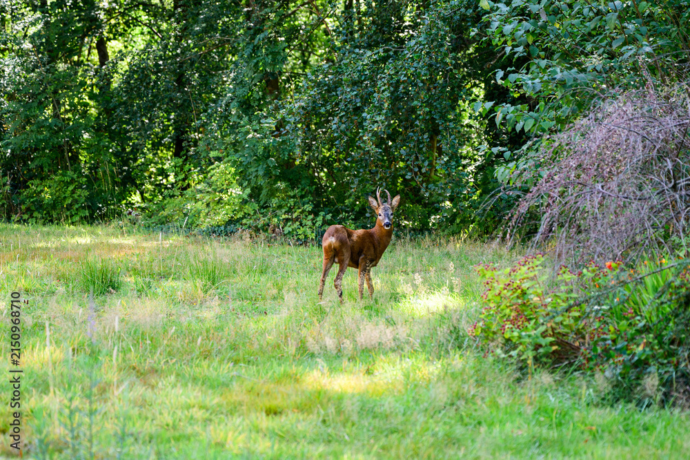 Fototapeta premium deer in the meadow