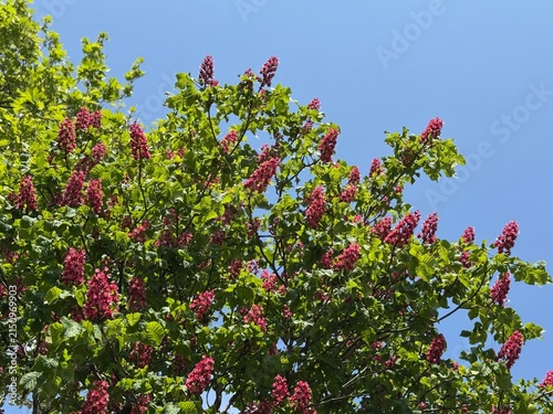 Fotografie Red horse chestnut tree (Aesculus × carnea) in full bloom reaching toward a clear blue sky