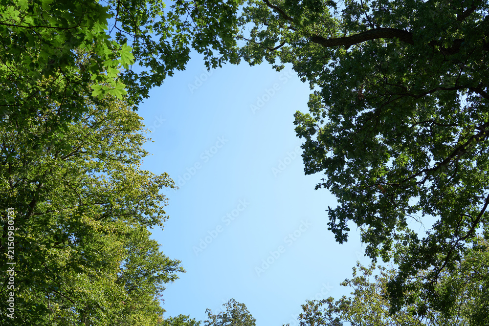 Fototapeta premium Leafy green branches framing clear blue sky with copy space