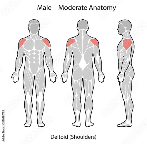 Male deltoid shoulder muscle anatomy illustration