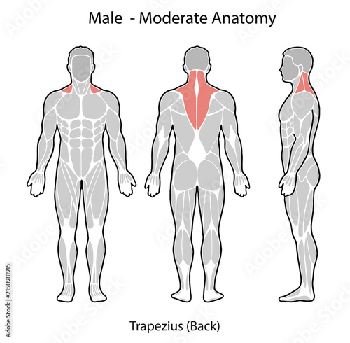 Male human anatomy diagram illustrating trapezius muscle